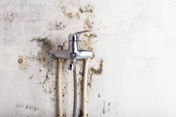 Best Residential Mold Remediation in Whitemarsh Island, GA
