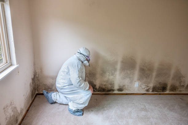 Best DIY Mold Remediation Support Services in Whitemarsh Island, GA