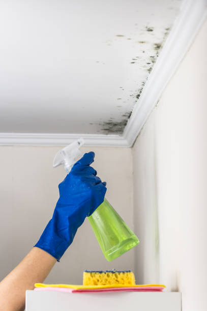 Best Kitchen Mold Remediation in Whitemarsh Island, GA